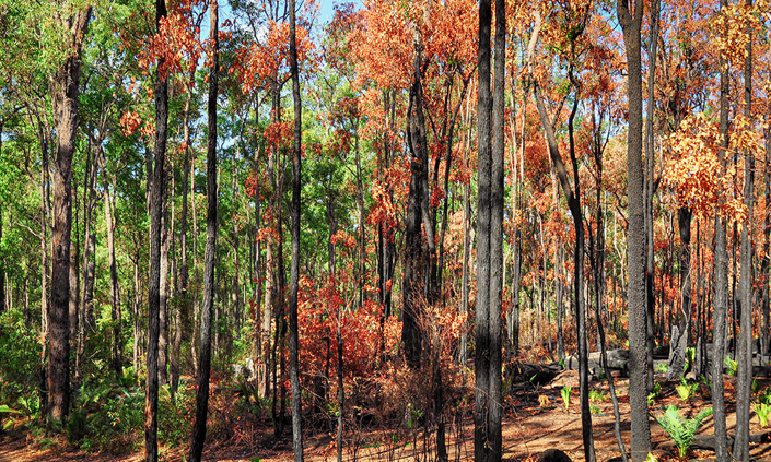 How to prepare for the summer heat and bushfire season